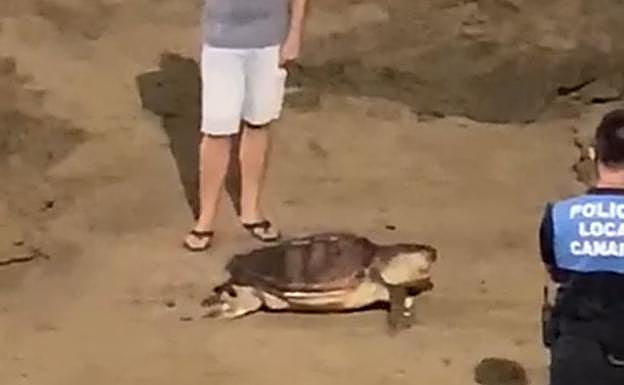 Aparece muerta una tortuga en Las Canteras